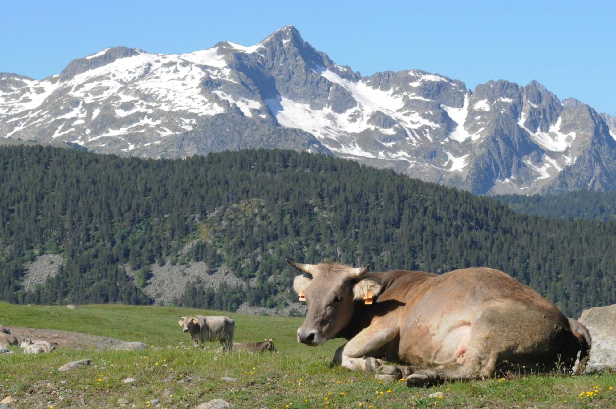 El Refugio De Aran Vielha Aparthotel Экстерьер фото